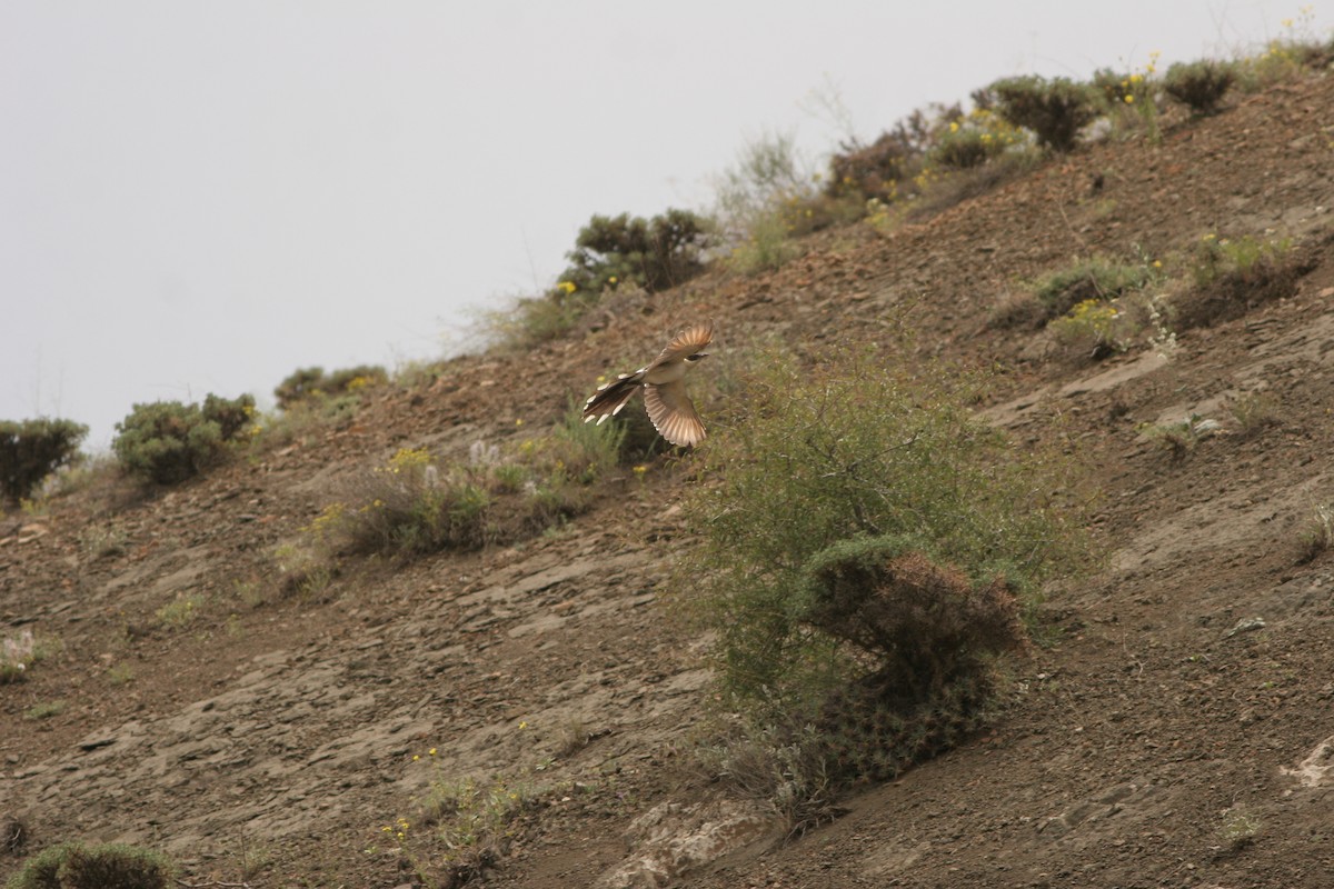 Great Spotted Cuckoo - ML432859091