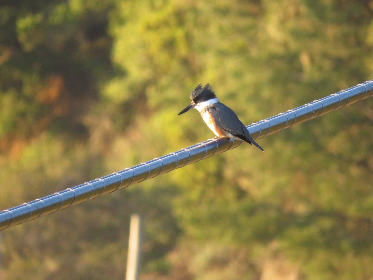 Belted Kingfisher - ML43285911