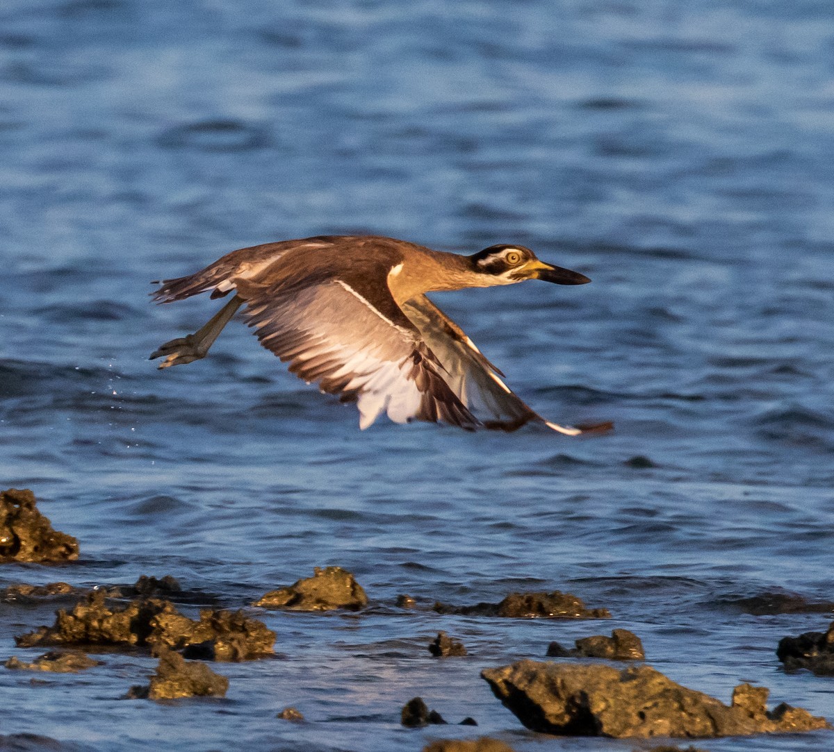 Beach Thick-knee - ML432859251