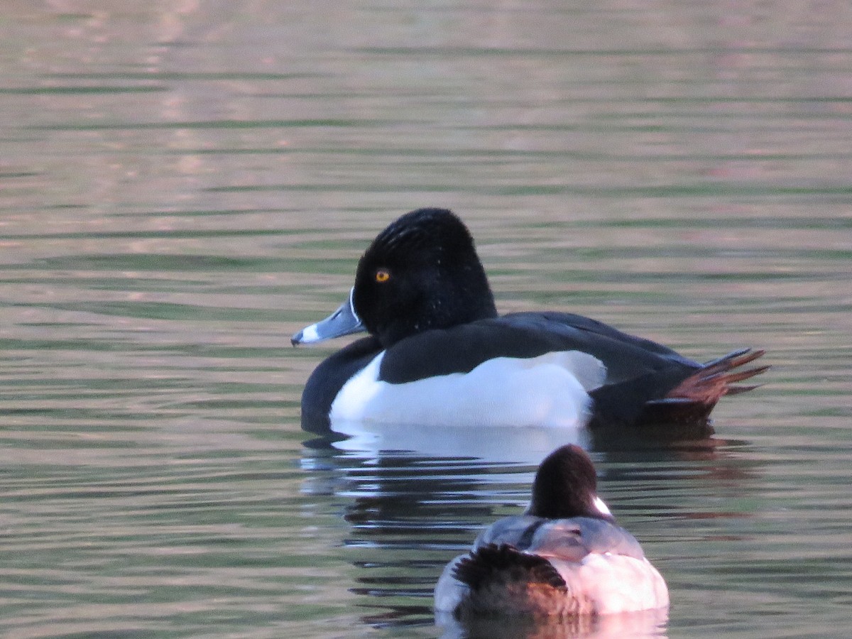 Ring-necked Duck - ML43285981