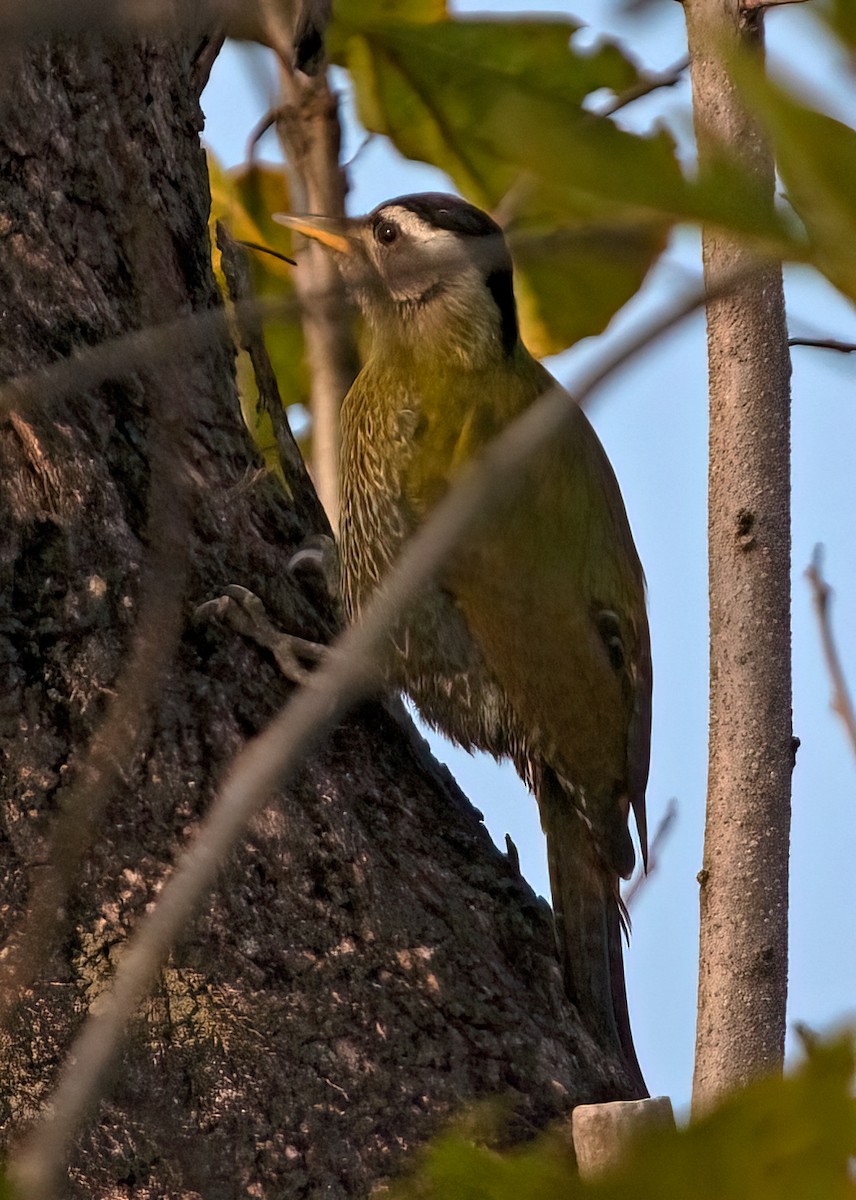 Streak-throated Woodpecker - ML432860381