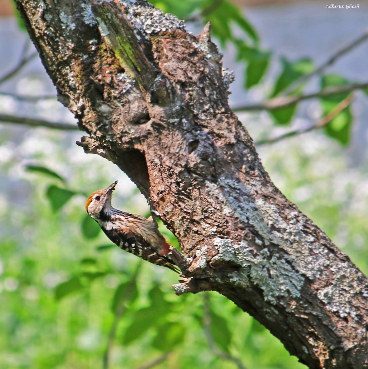 Brown-fronted Woodpecker - ML432860831