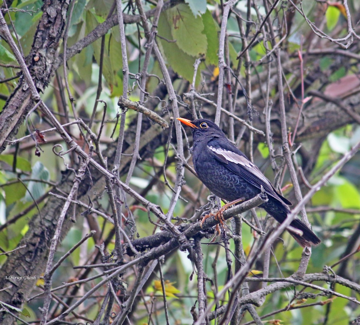 Gray-winged Blackbird - ML432860881