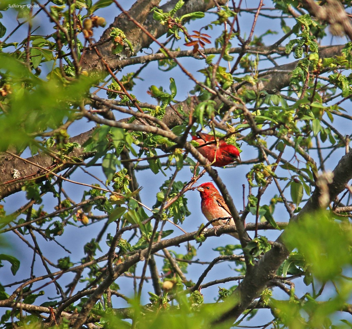 Ciuffolotto scarlatto - ML432861051