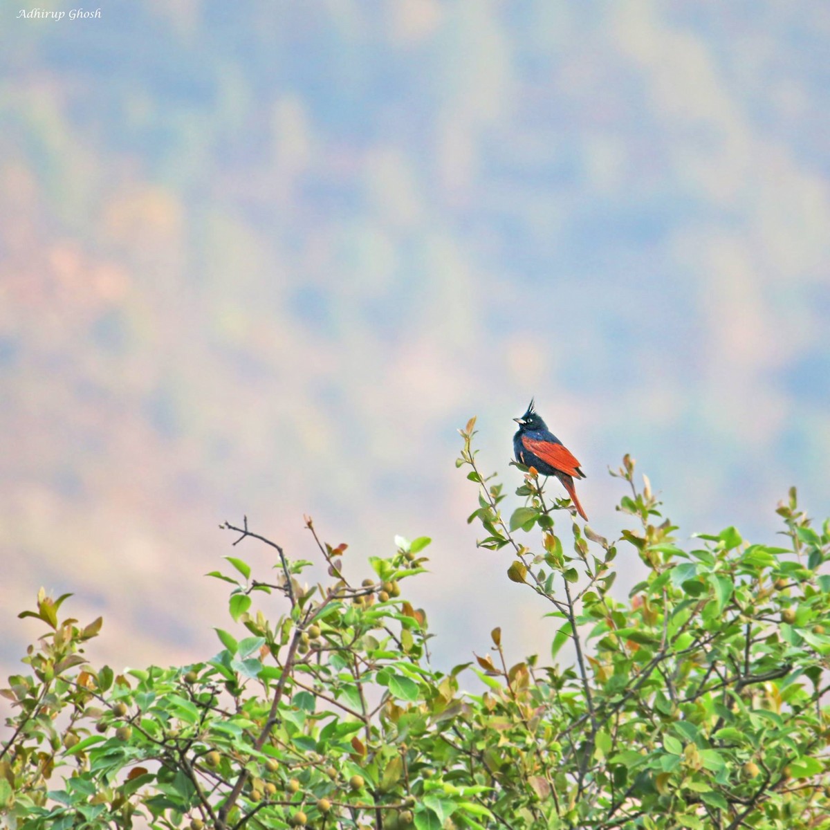 Crested Bunting - ML432861331