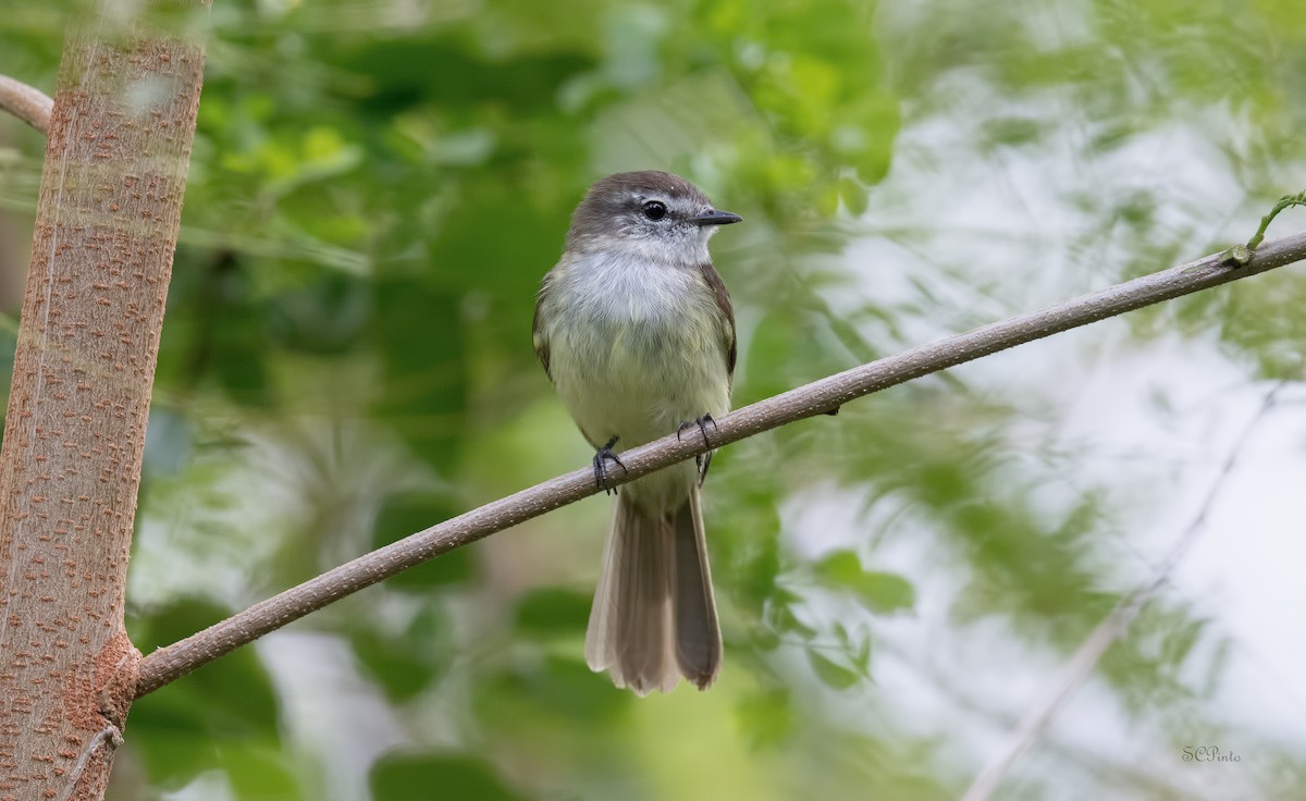 Jamaican Elaenia - Shailesh Pinto