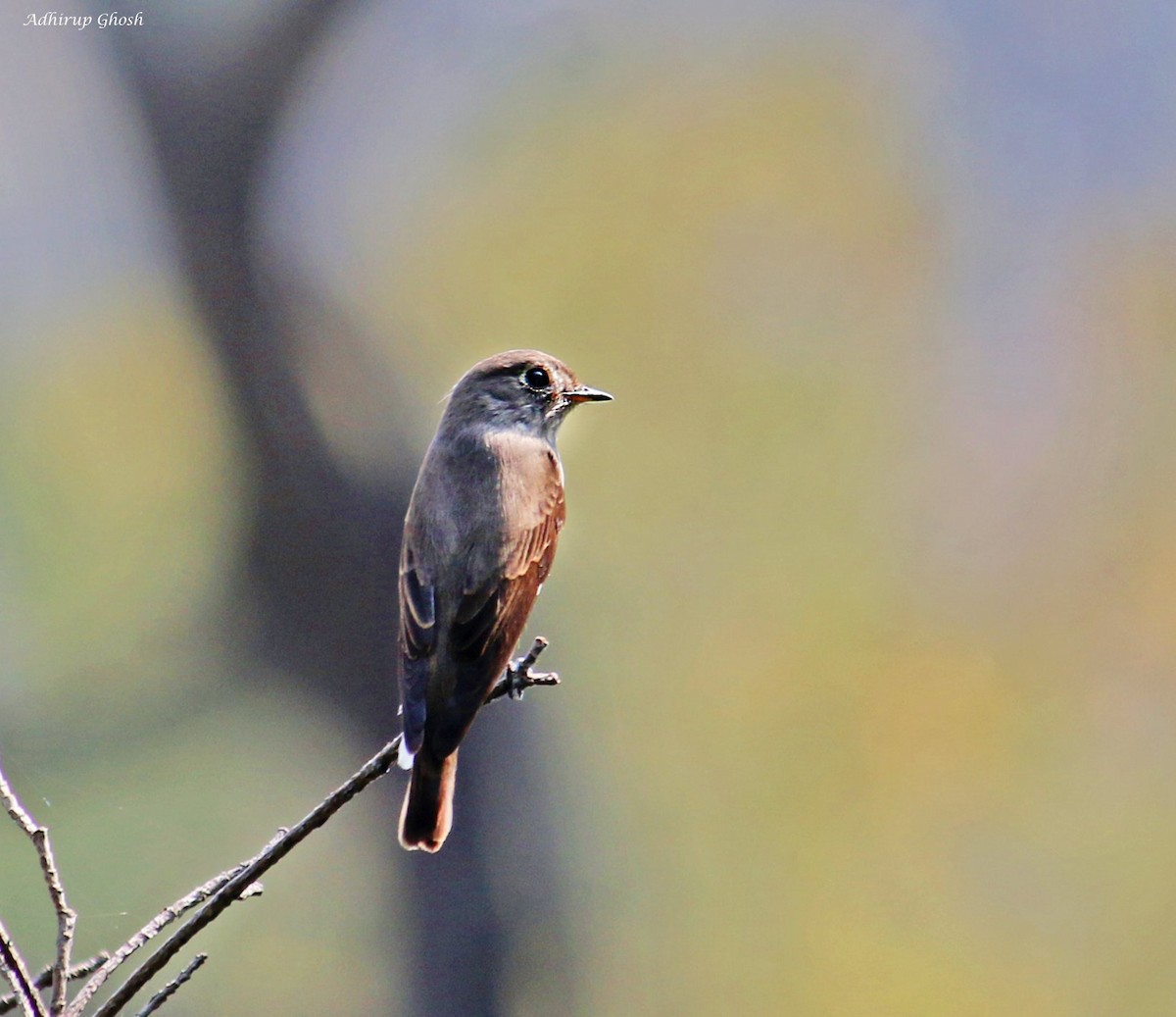 Dark-sided Flycatcher - ML432862001