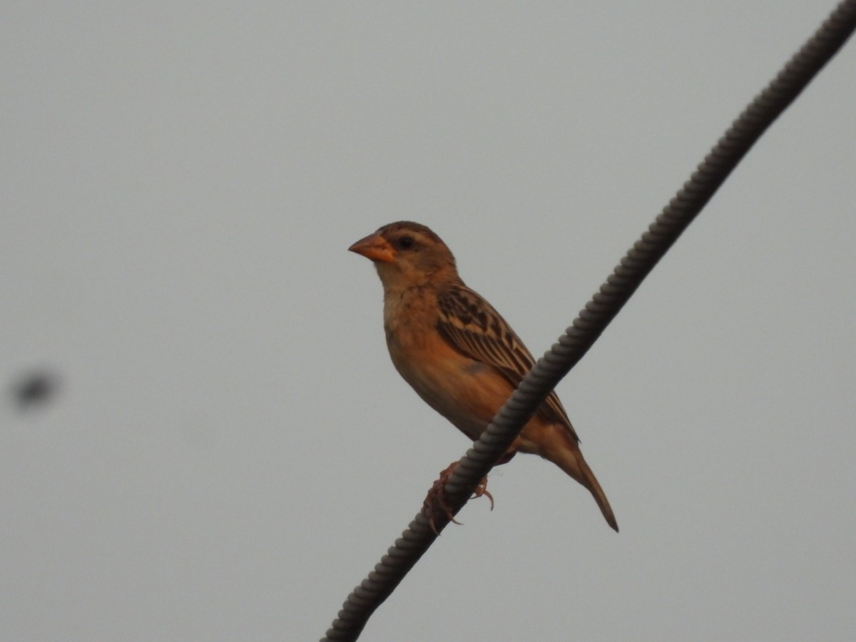 Baya Weaver - ML432863941