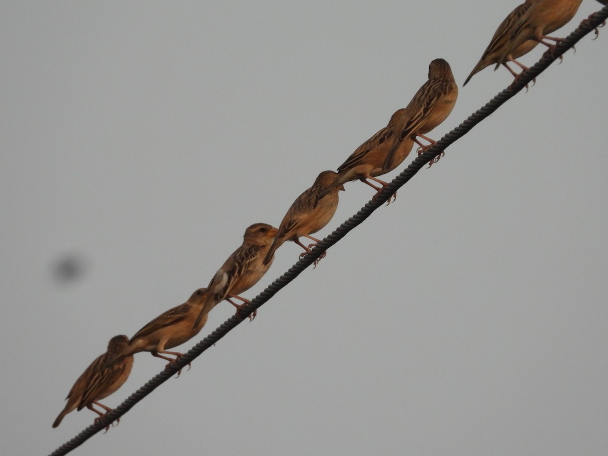 Baya Weaver - ML432863971