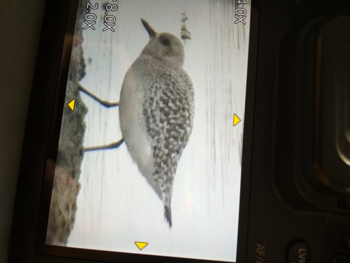 Black-bellied Plover - ML432864531