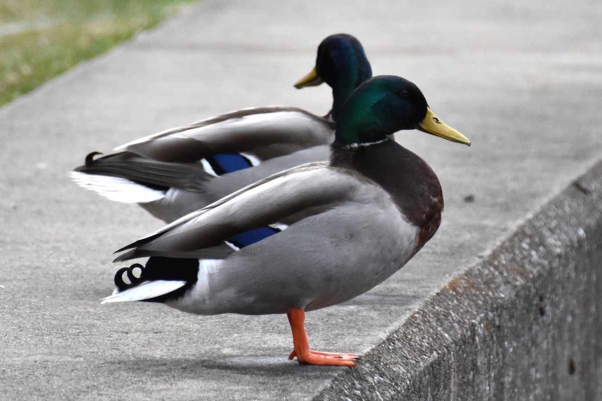 Mallard - ML432864621