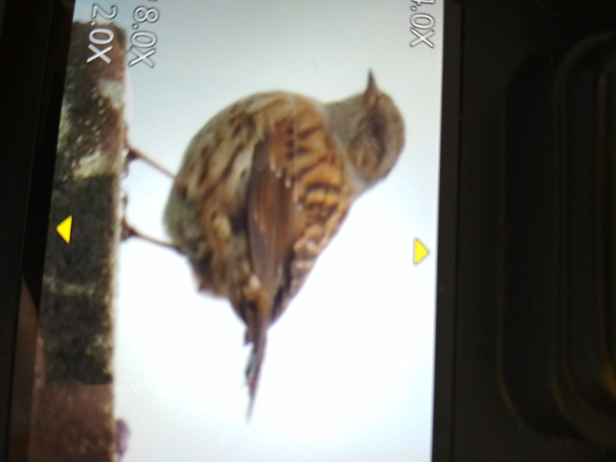 Dunnock - ML432864651