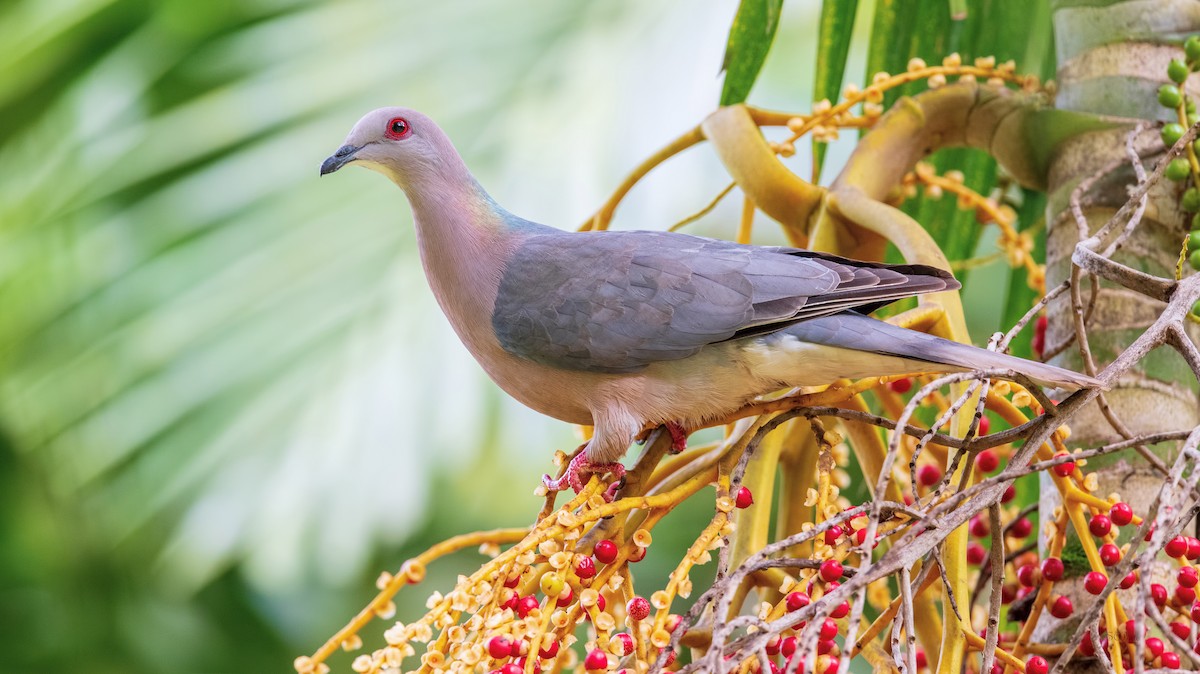 Ring-tailed Pigeon - Shailesh Pinto