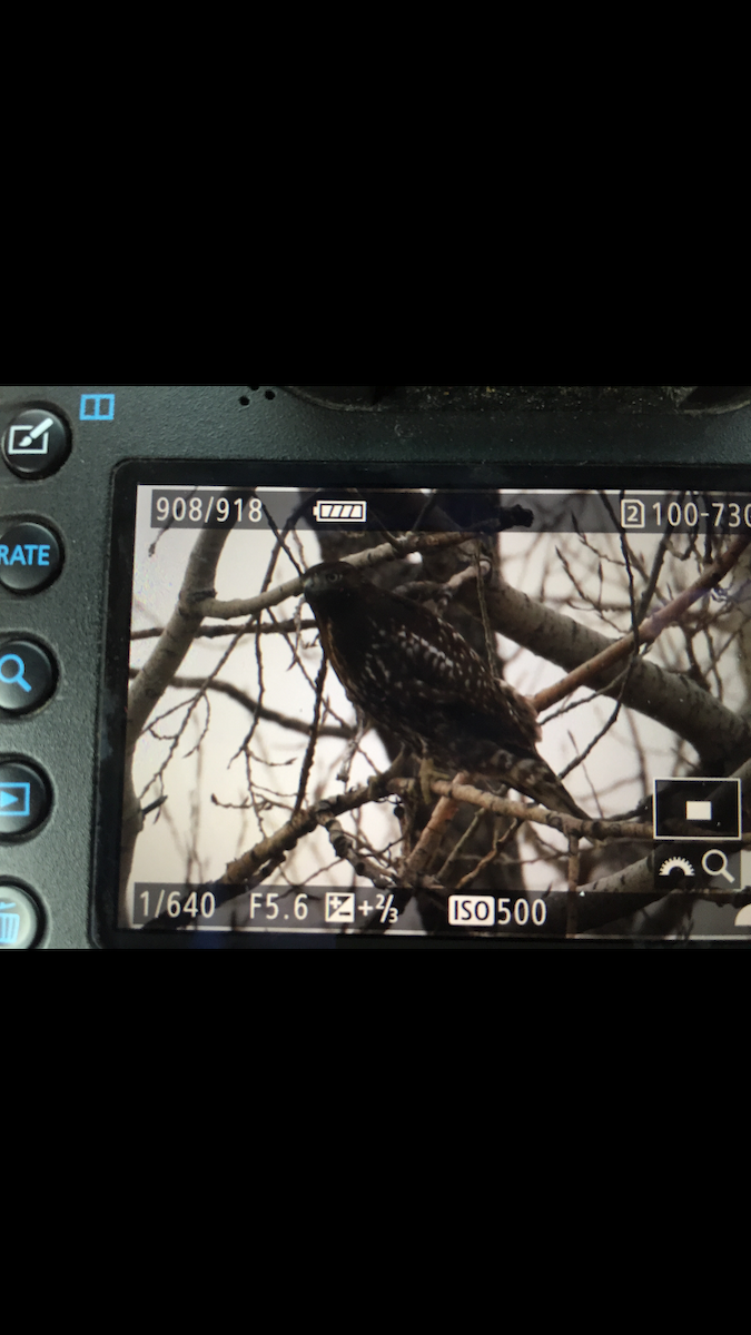 Red-tailed Hawk (calurus/alascensis) - ML43286521