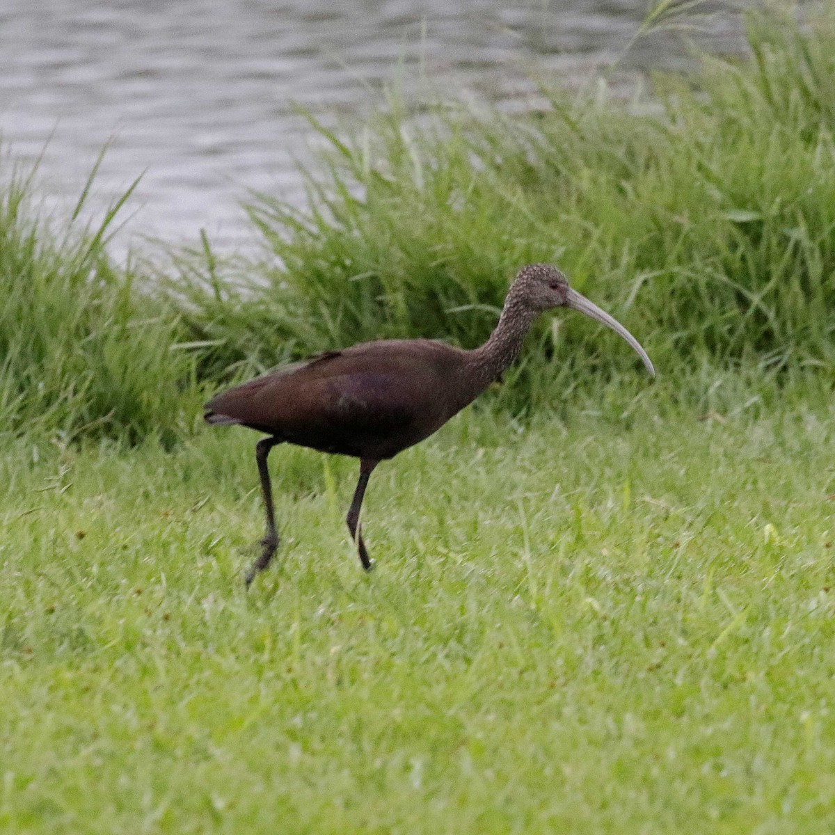 White-faced Ibis - ML432865901