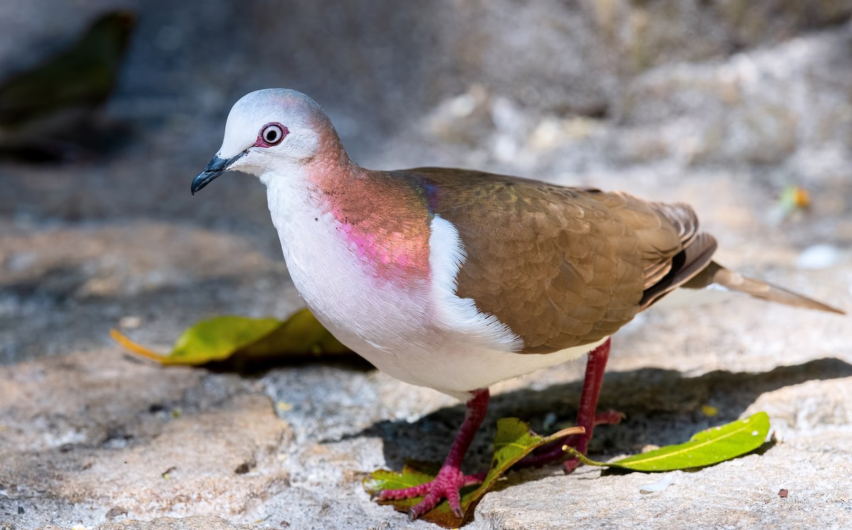 Caribbean Dove - Shailesh Pinto