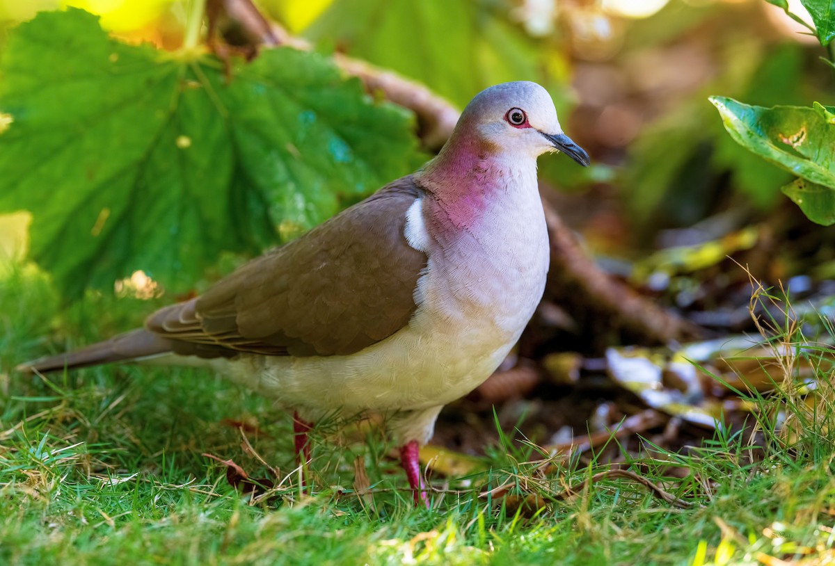 Caribbean Dove - Shailesh Pinto