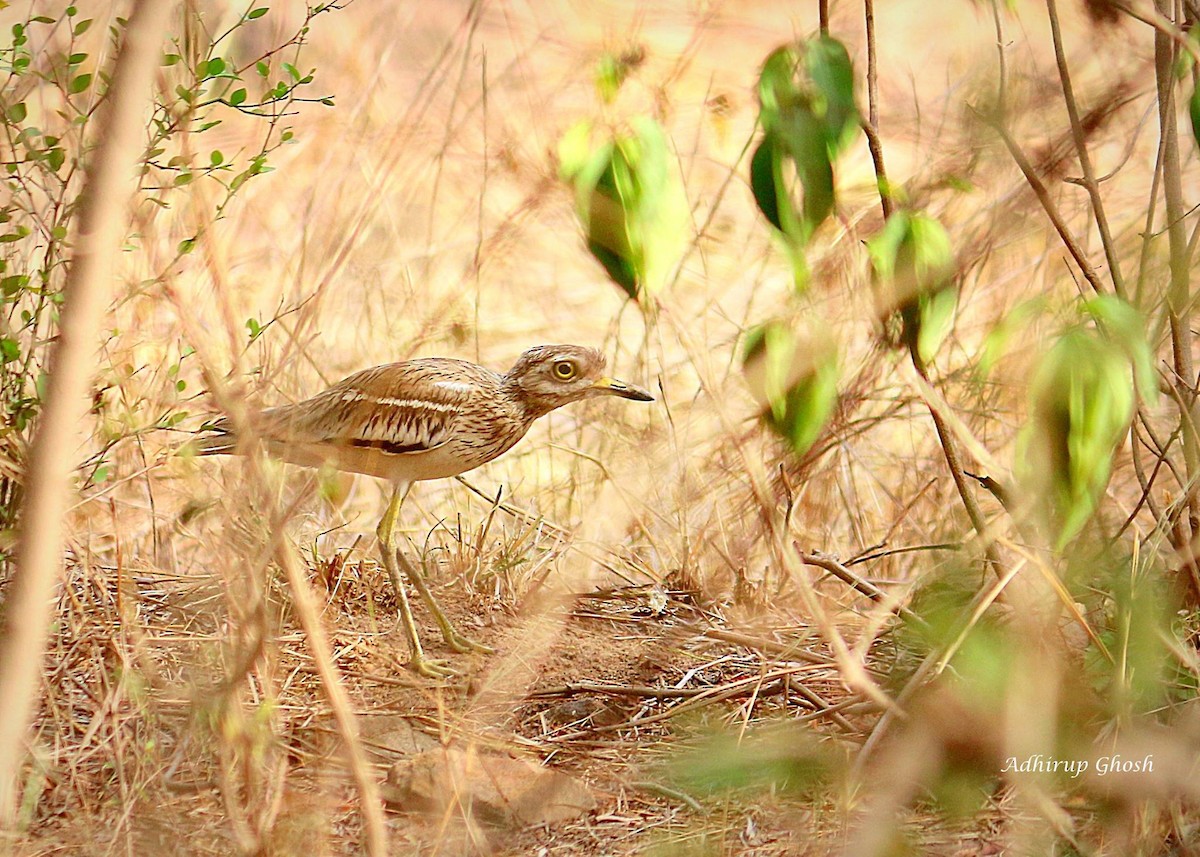 Indian Thick-knee - ML432866351