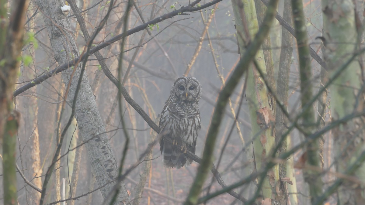 Barred Owl - Avery Fish
