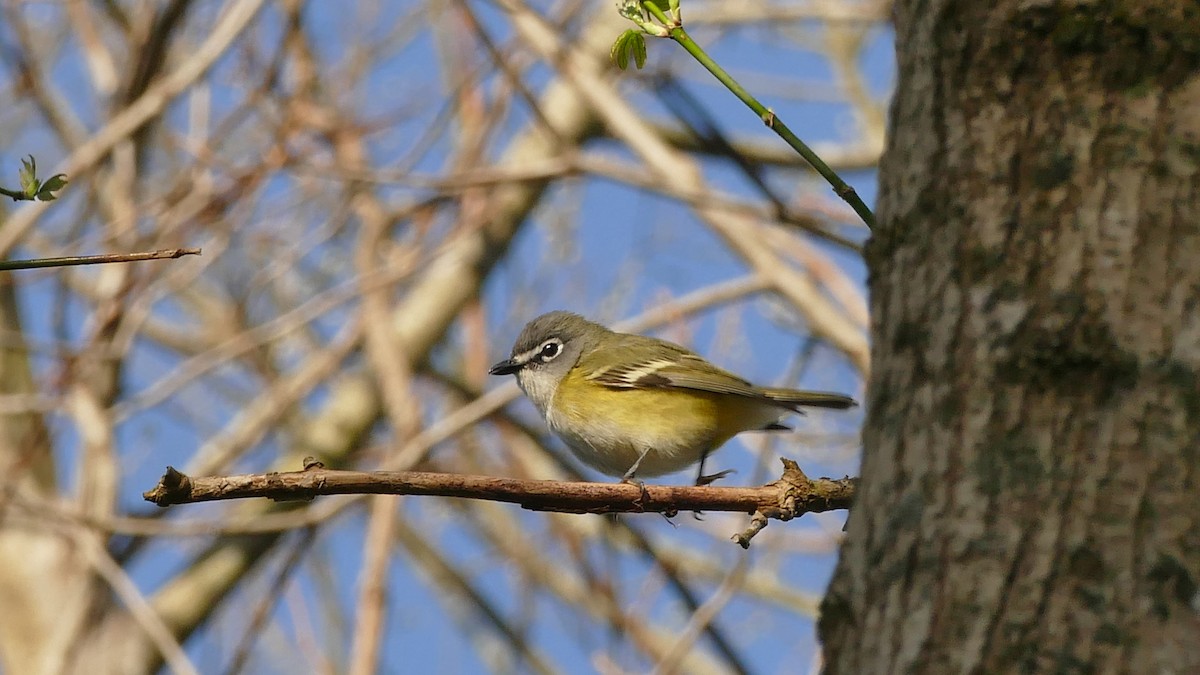 Blue-headed Vireo - Avery Fish