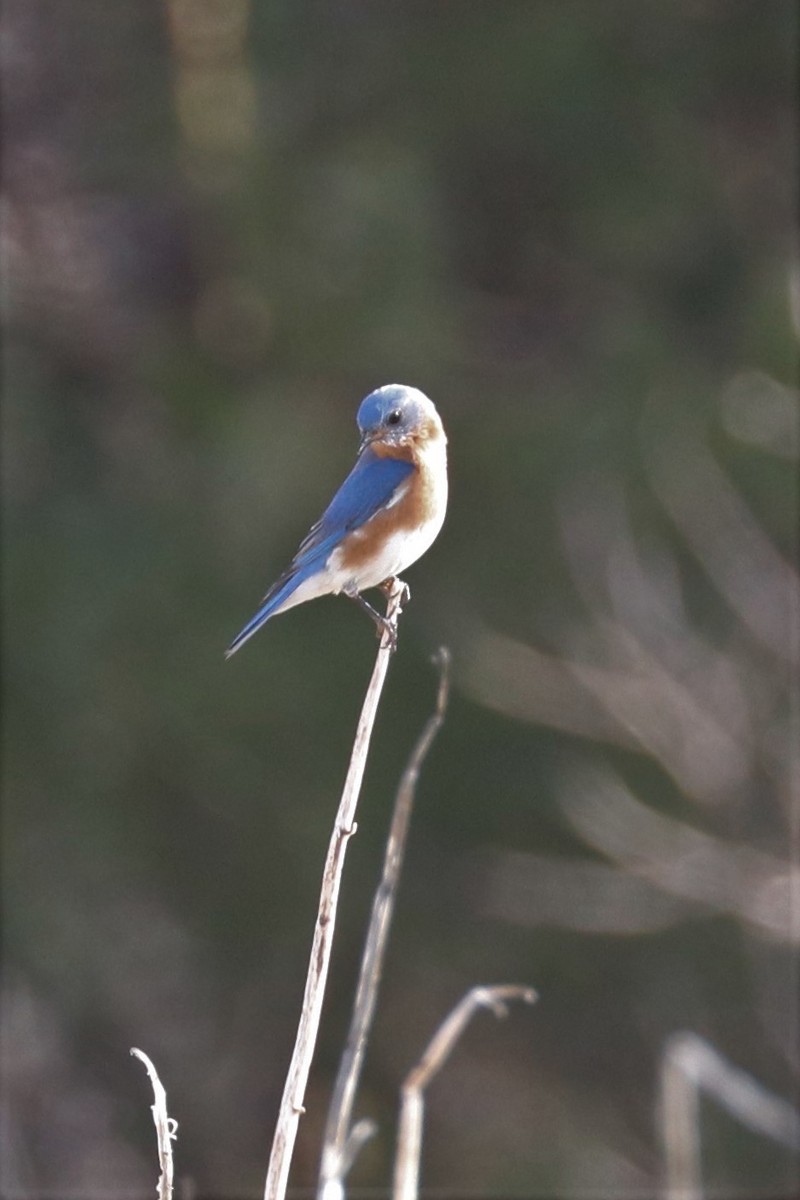 Eastern Bluebird - ML432868291