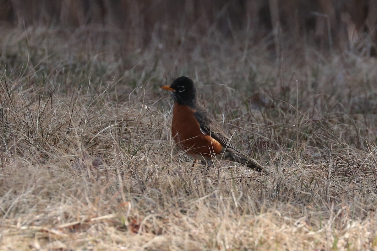 American Robin - ML432868411