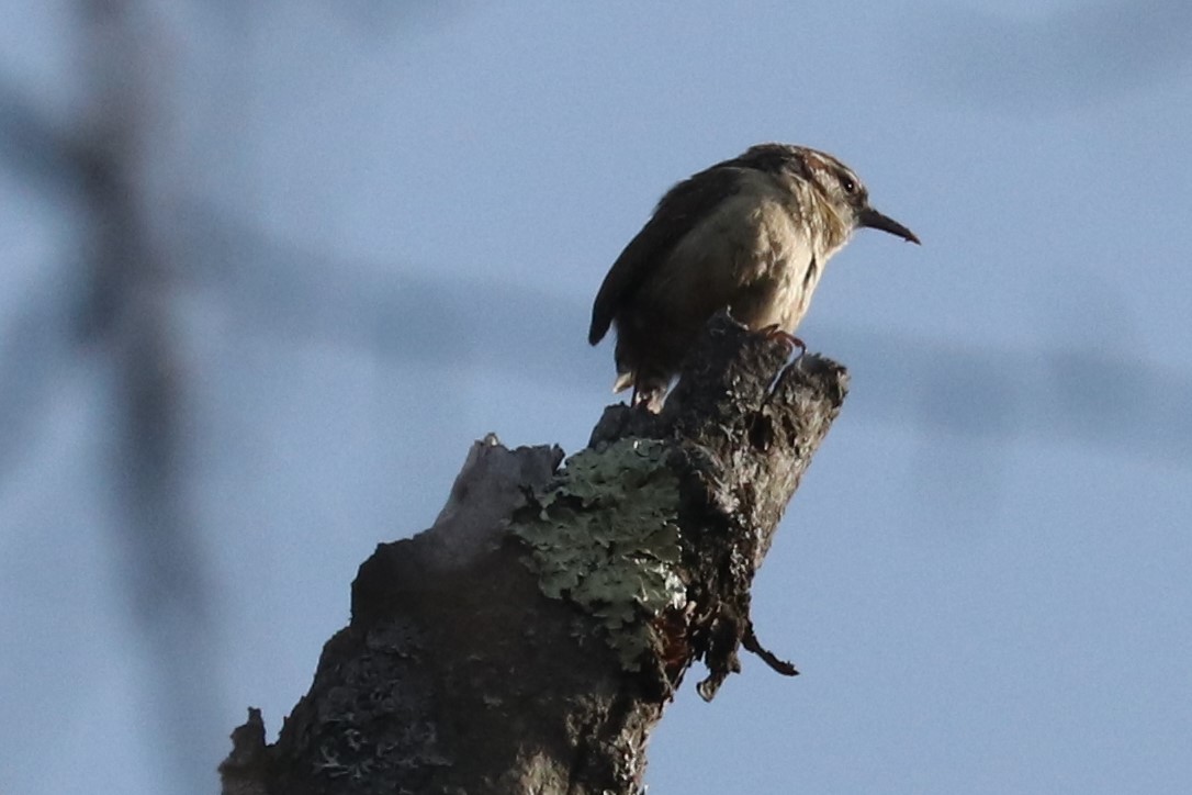Carolina Wren - ML432868461