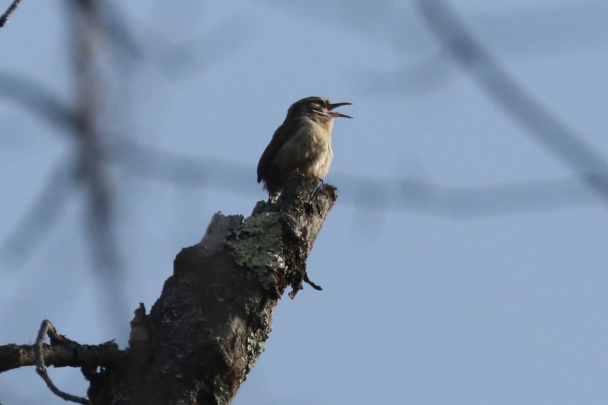 Carolina Wren - ML432868481