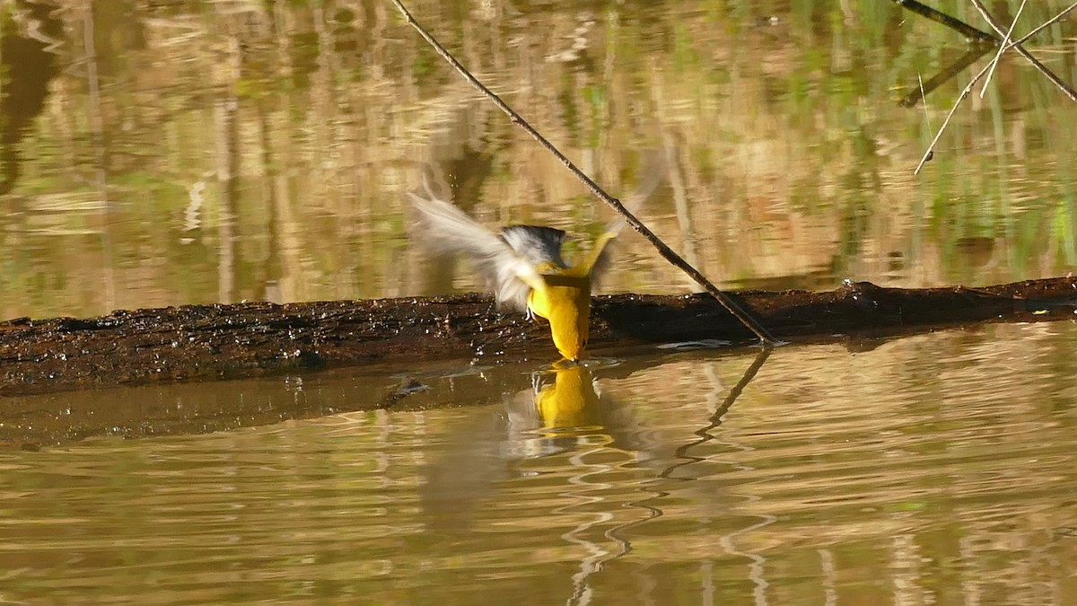 Prothonotary Warbler - Avery Fish