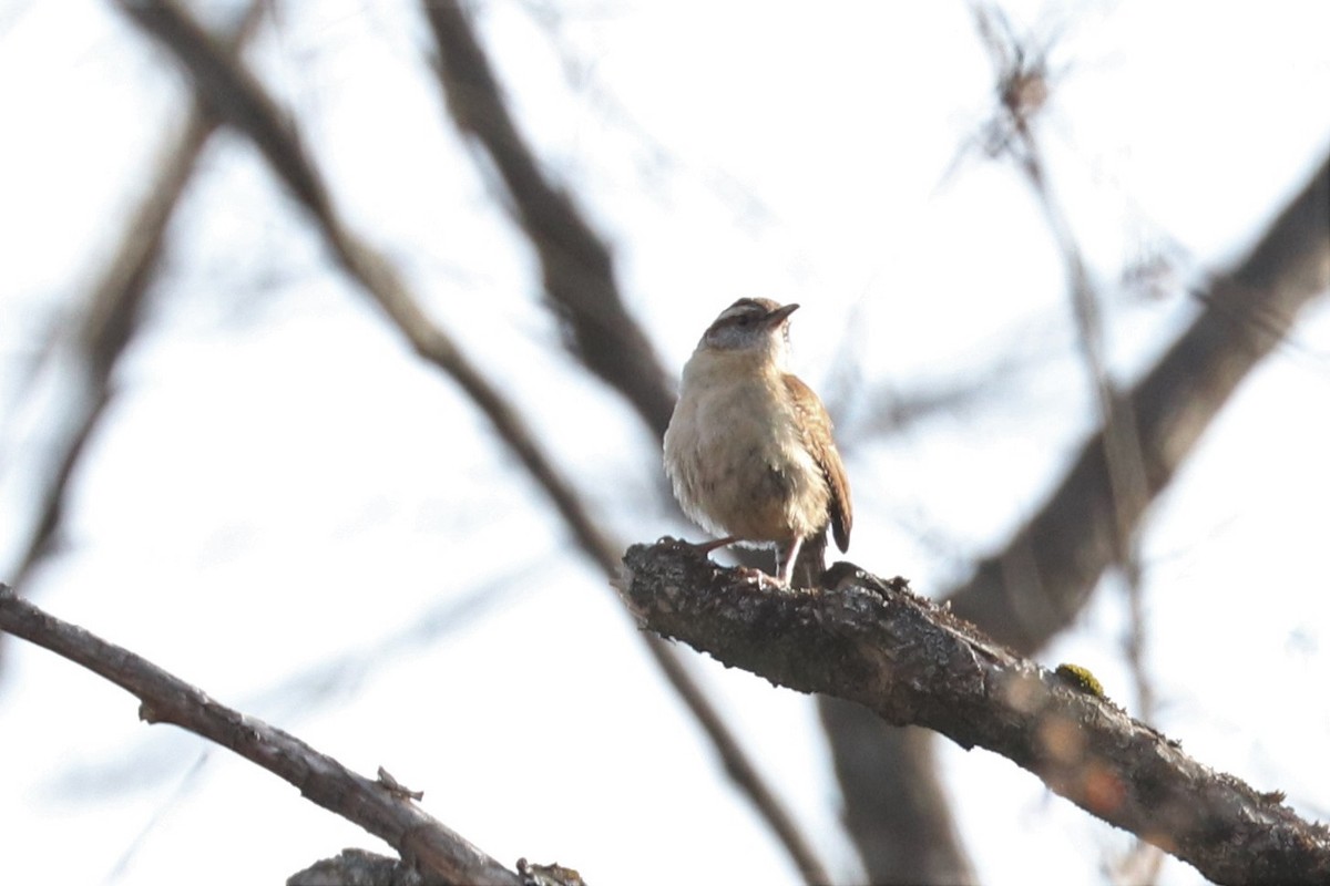 Carolina Wren - ML432868641