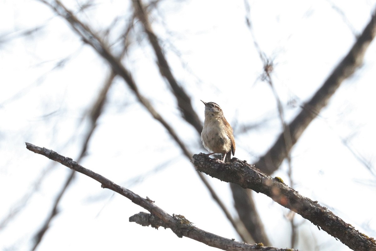 Carolina Wren - ML432868661