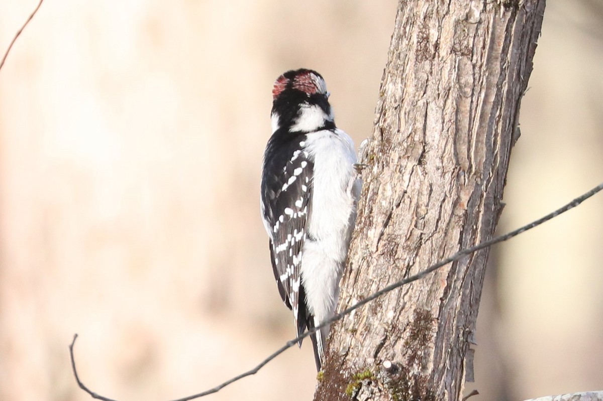 Hairy Woodpecker - ML432868701