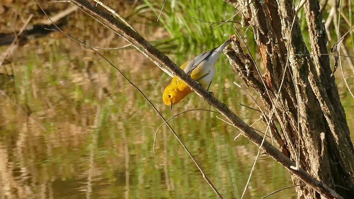 Prothonotary Warbler - Avery Fish