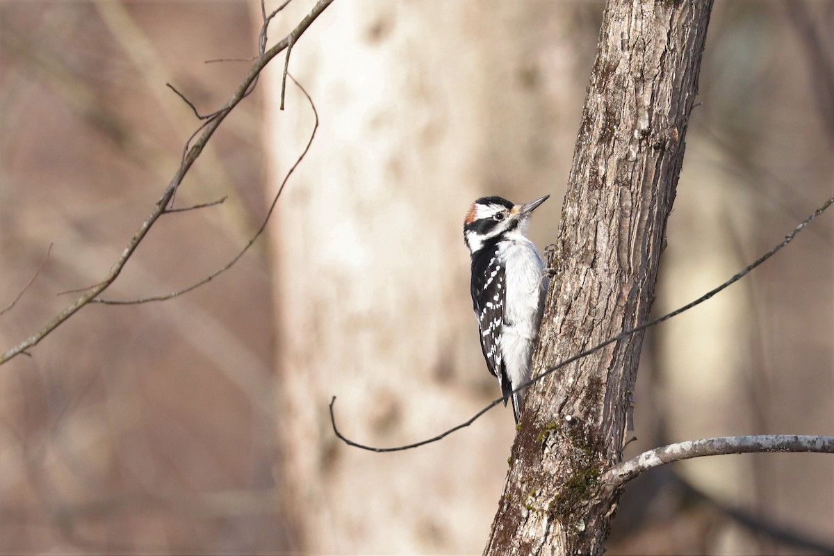 Hairy Woodpecker - ML432868811