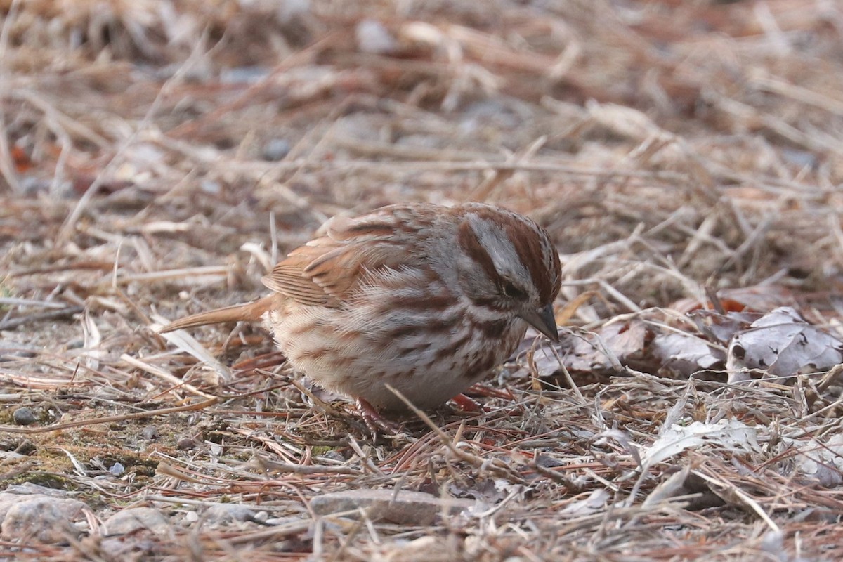 Song Sparrow - ML432868871