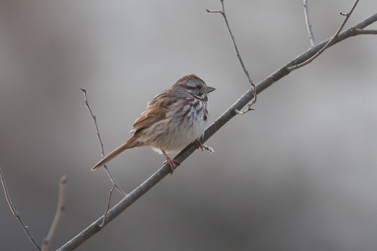 Song Sparrow - ML432868891