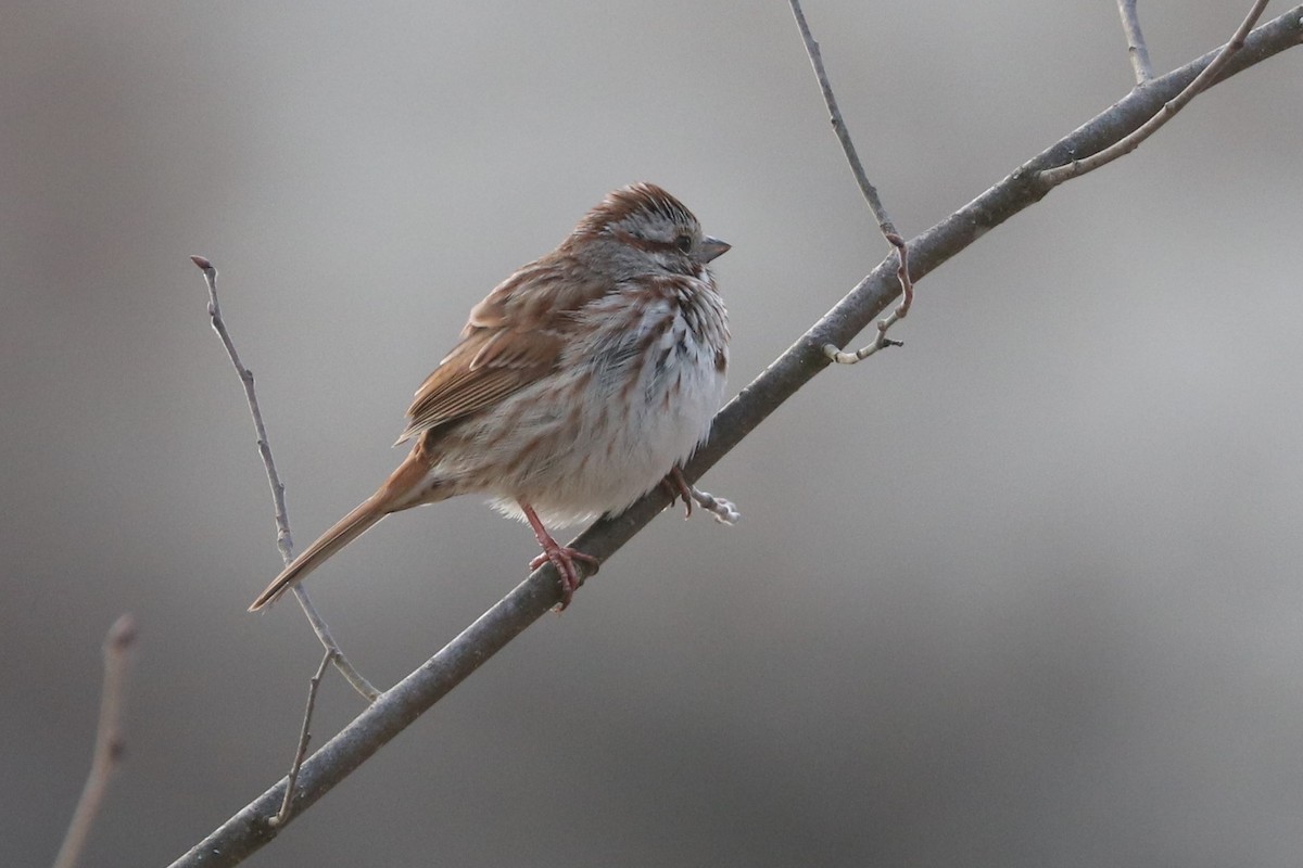 Song Sparrow - ML432868901