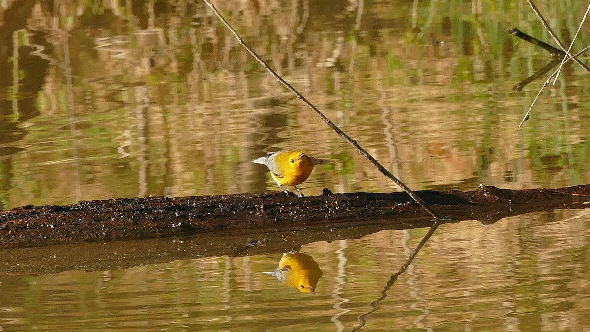 Prothonotary Warbler - Avery Fish