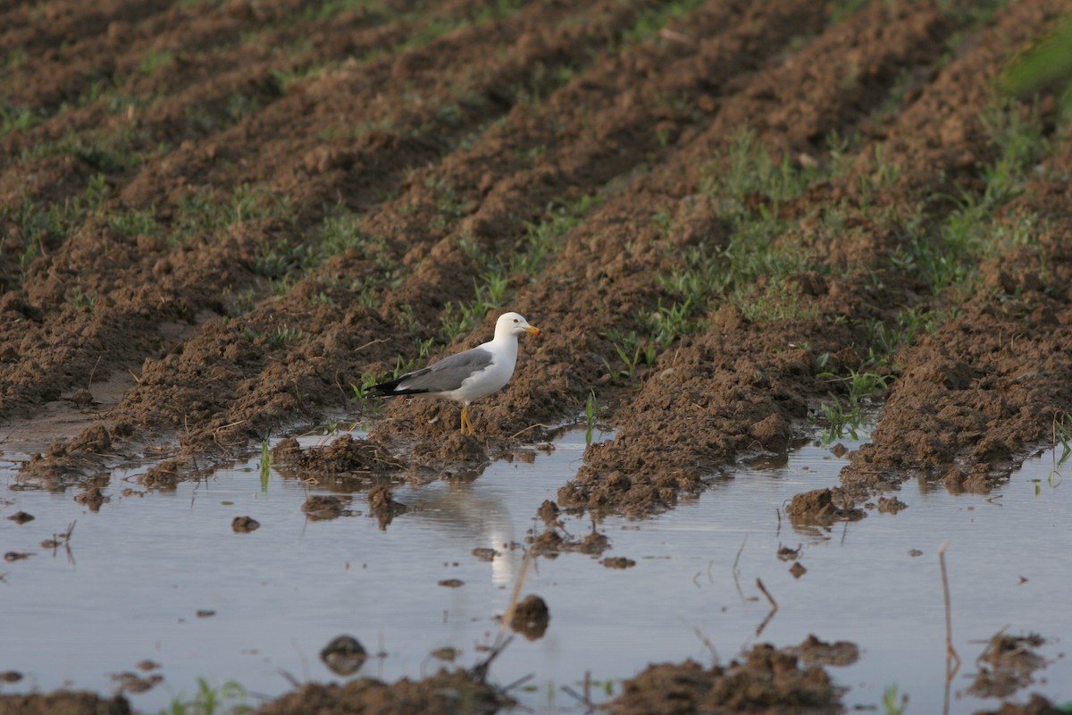 Armenian Gull - ML432869301