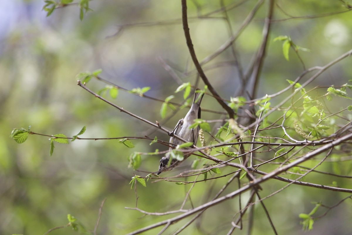 Yellow-rumped Warbler - ML432870401