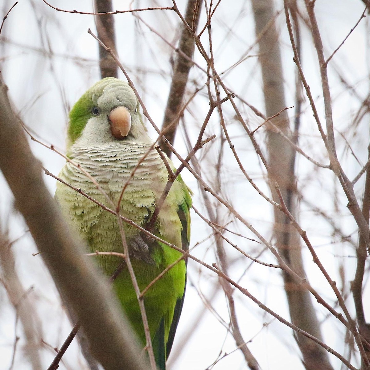 Monk Parakeet - ML432870961