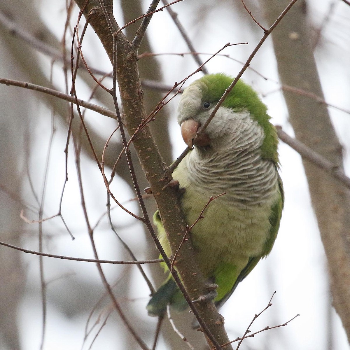 Monk Parakeet - ML432870971