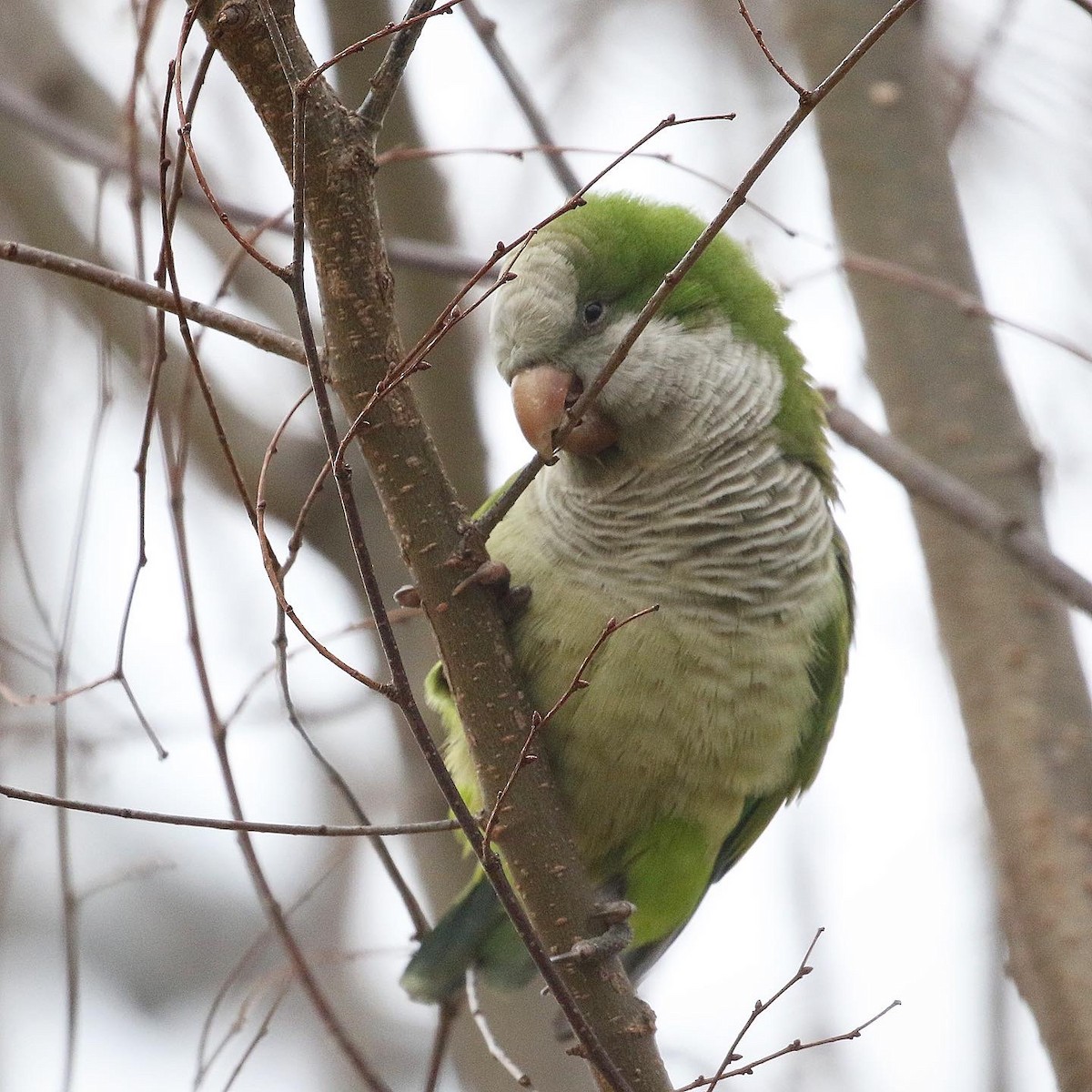 Monk Parakeet - ML432870981