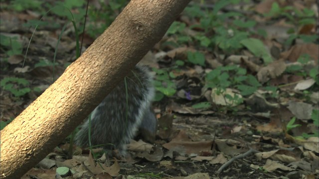 eastern gray squirrel - ML432871