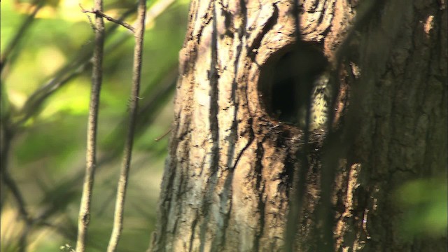 Red-bellied Woodpecker - ML432872