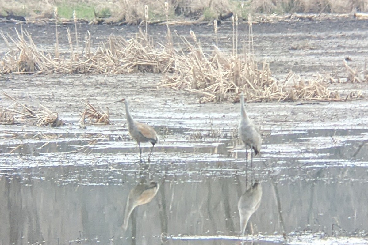 Sandhill Crane - ML432872581