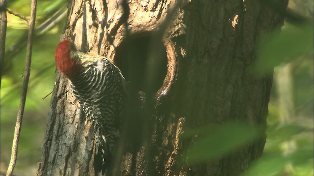 Red-bellied Woodpecker - ML432873
