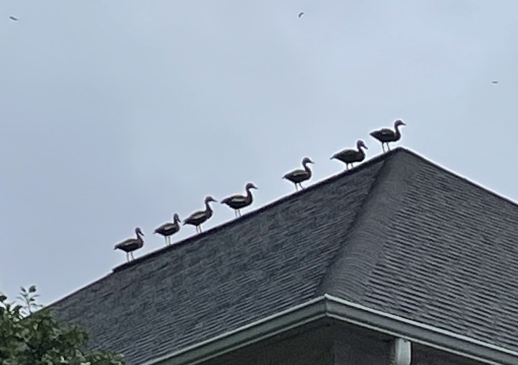Black-bellied Whistling-Duck - ML432873061