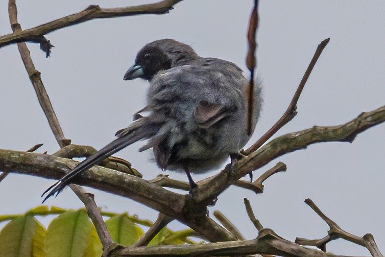 Black-faced Tanager - ML432873951