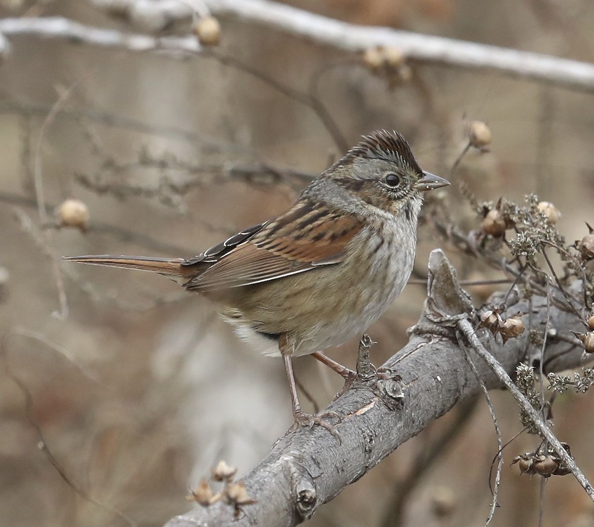 Swamp Sparrow - Charles Lyon